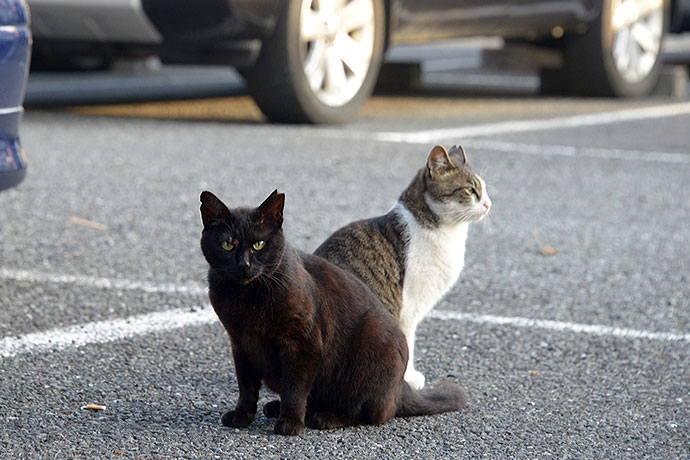 街のねこたち