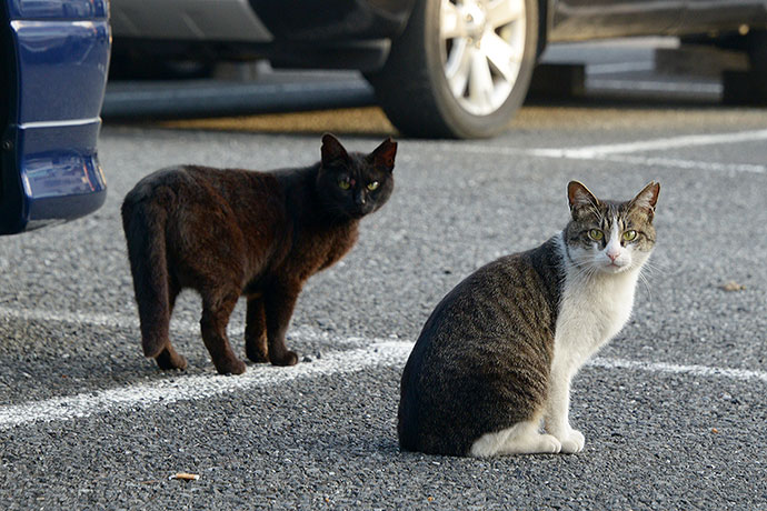 街のねこたち