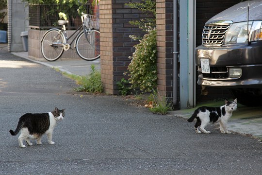 街のねこたち