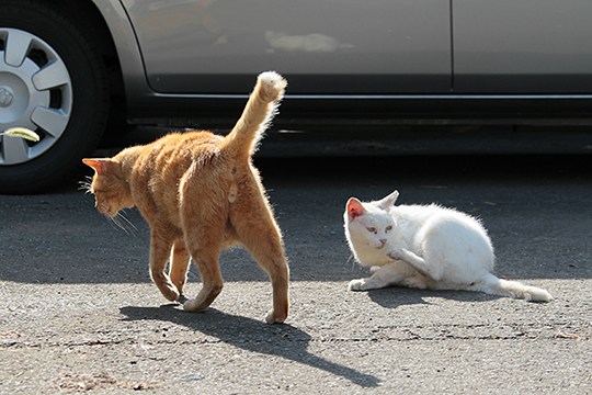 街のねこたち