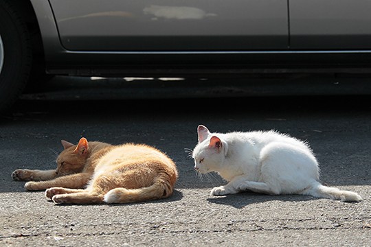 街のねこたち