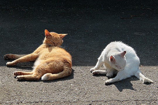 街のねこたち