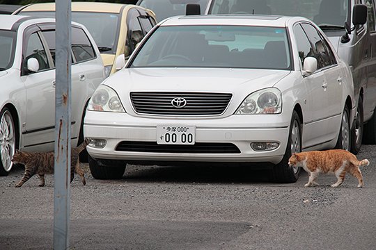 街のねこたち