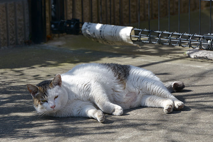 街のねこたち
