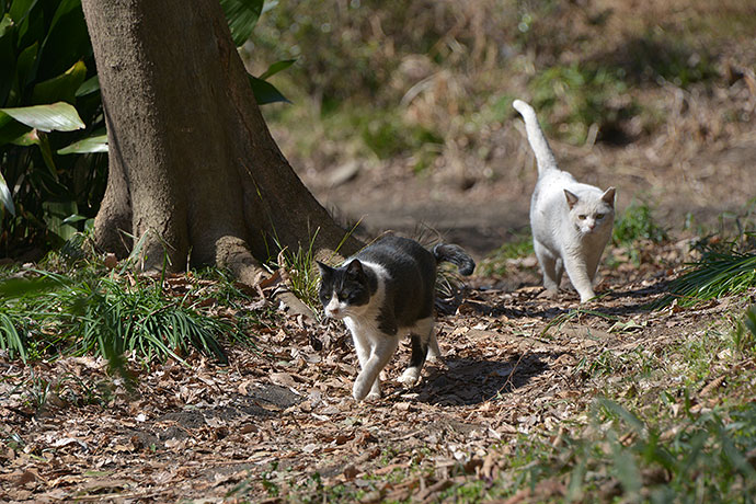 街のねこたち