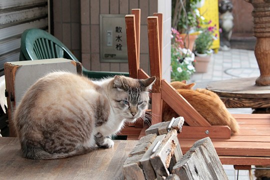 街のねこたち