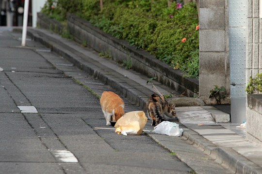街のねこたち