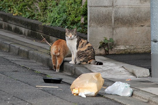 街のねこたち