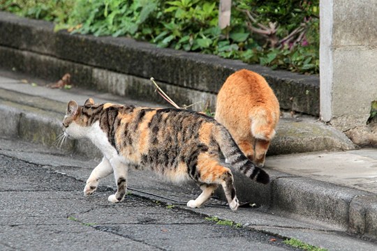 街のねこたち