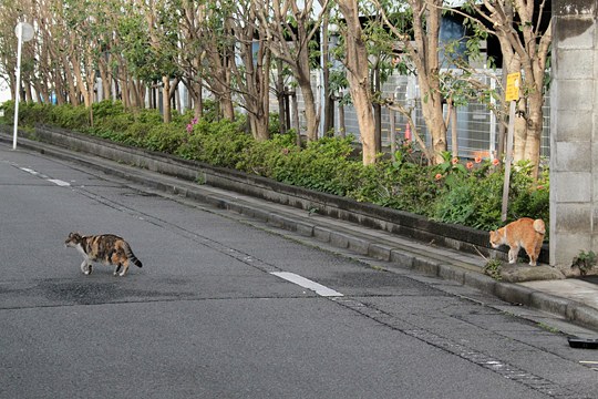 街のねこたち