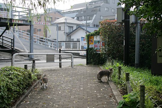 街のねこたち