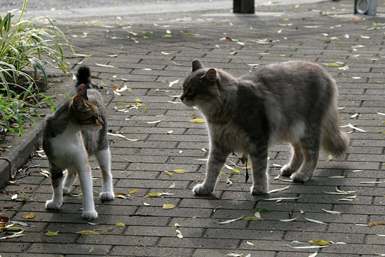 街のねこたち