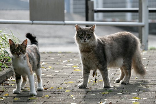 街のねこたち