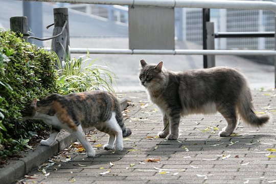 街のねこたち