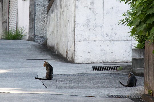 街のねこたち