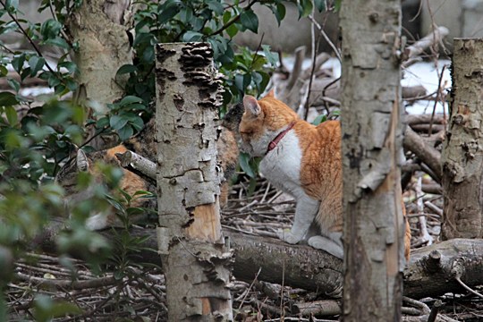 街のねこたち