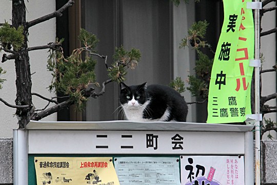 街のねこたち