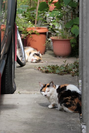 街のねこたち