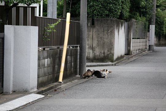 街のねこたち