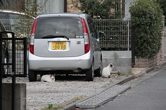 街のねこたち