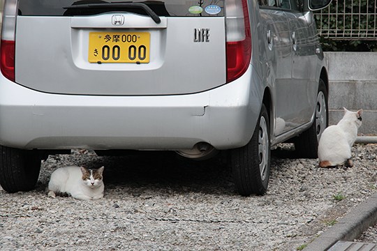 街のねこたち