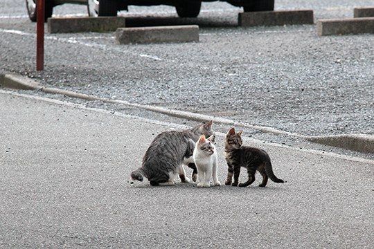 街のねこたち