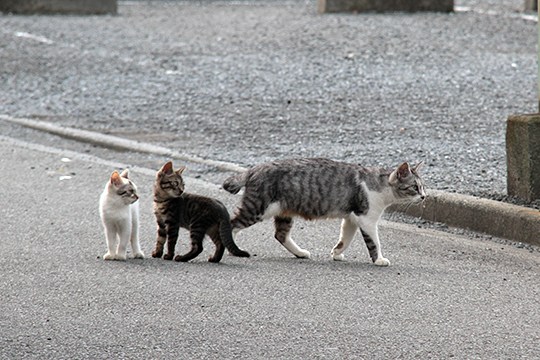街のねこたち