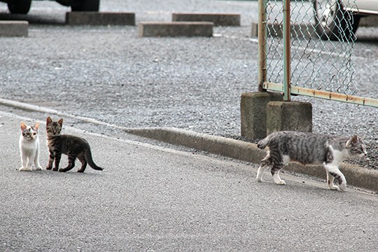 街のねこたち