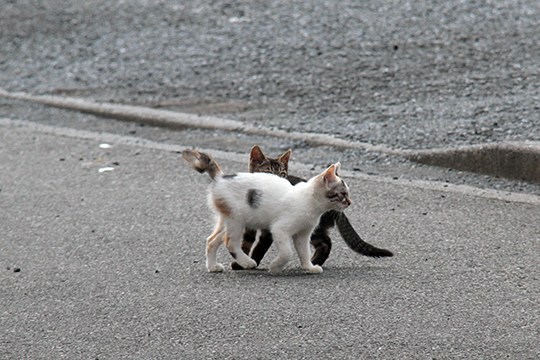 街のねこたち