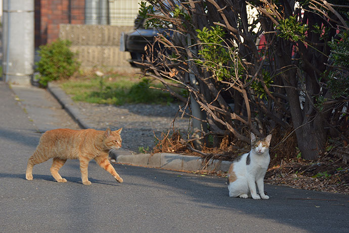街のねこたち
