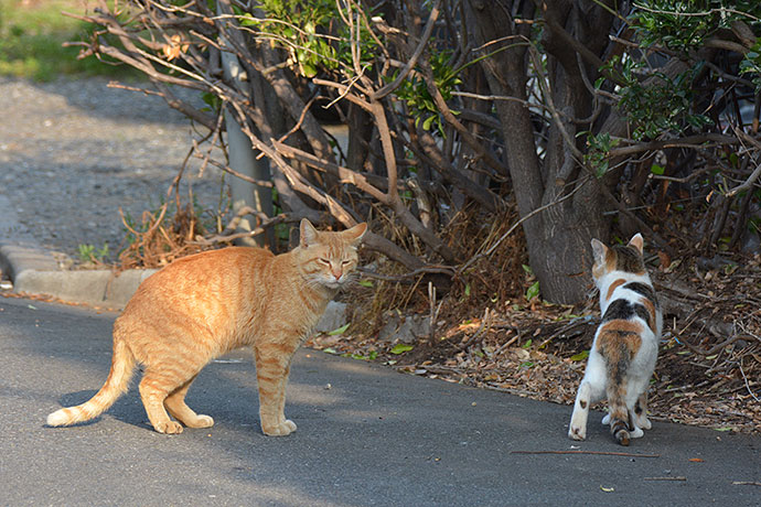 街のねこたち