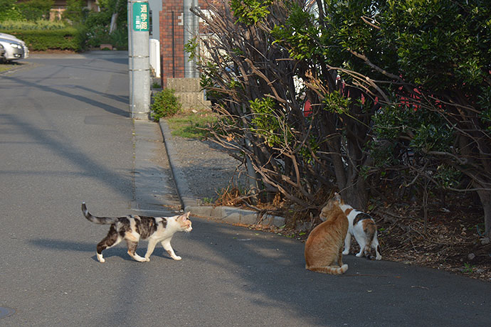 街のねこたち