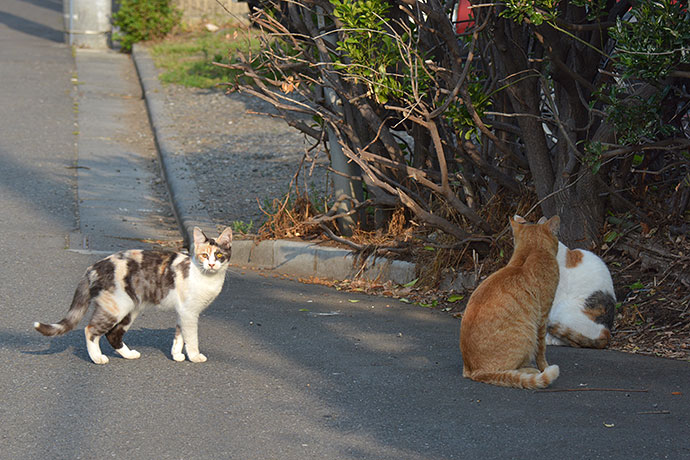 街のねこたち