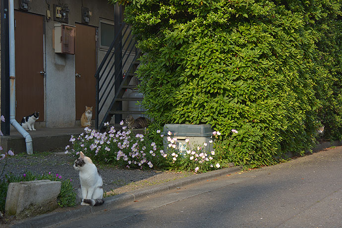 街のねこたち