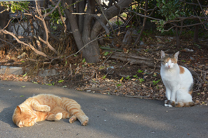 街のねこたち