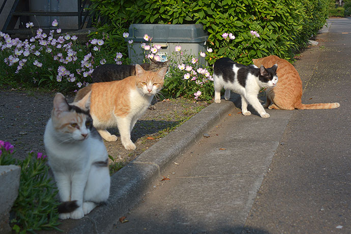 街のねこたち