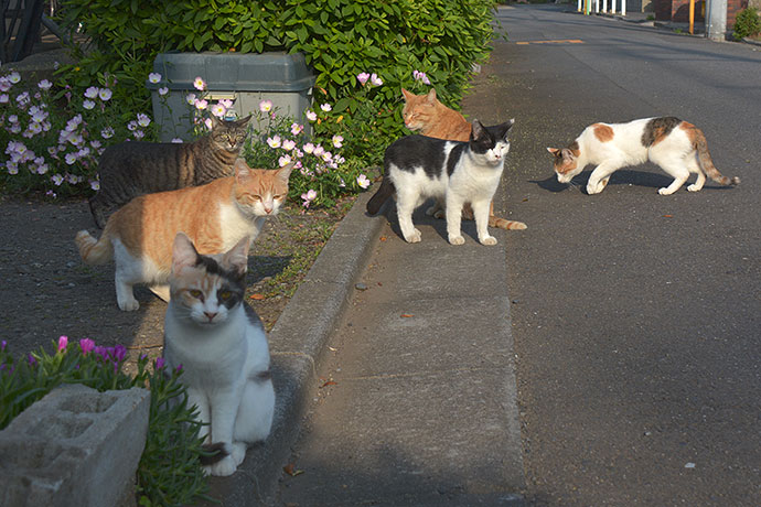 街のねこたち