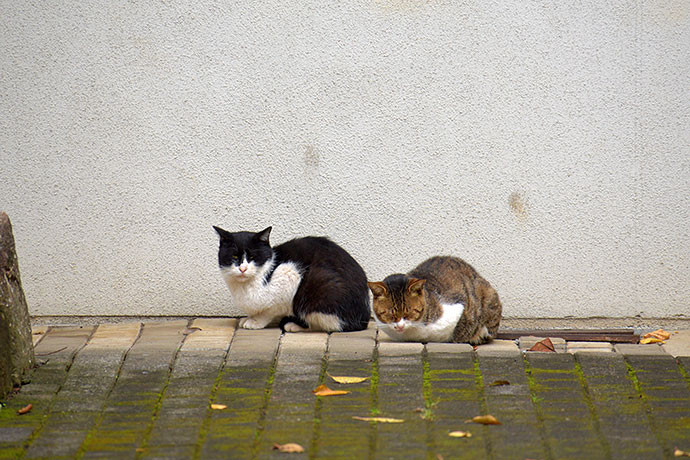 街のねこたち