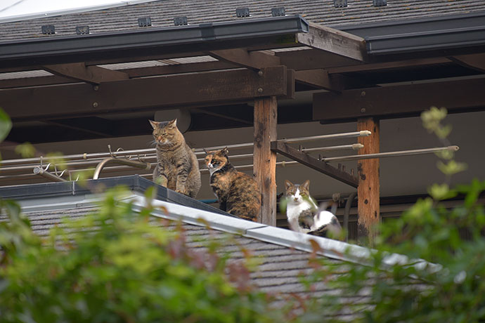 街のねこたち