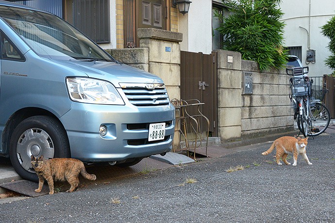 街のねこたち