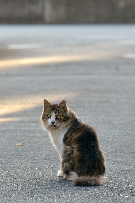 街のねこたち