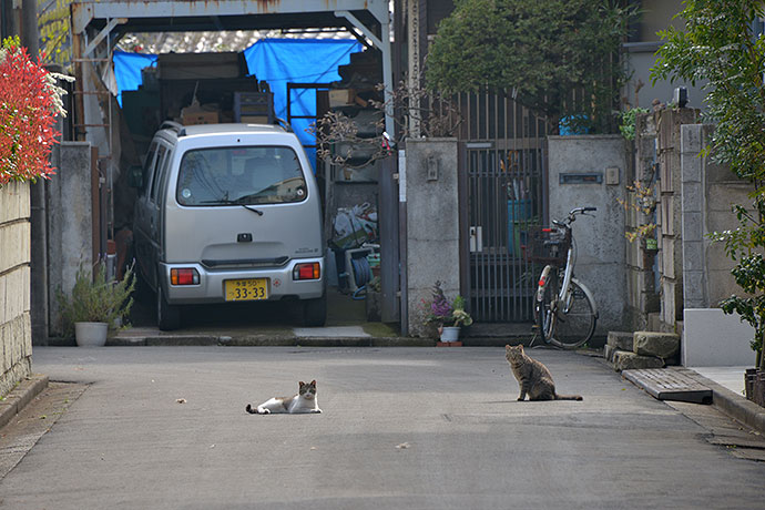街のねこたち