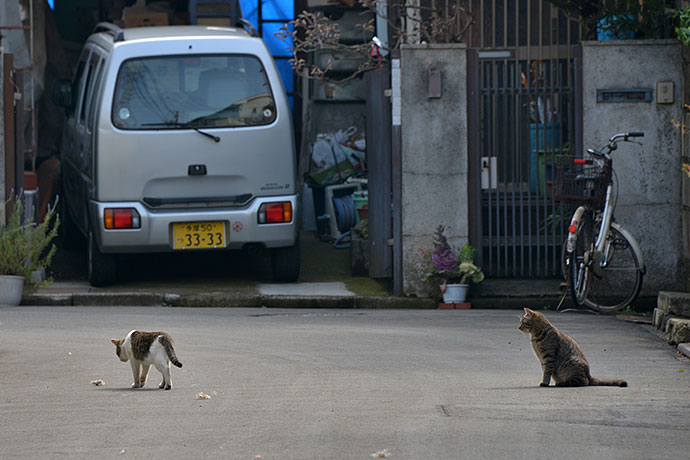 街のねこたち