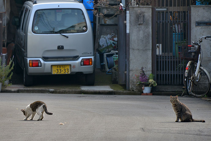 街のねこたち
