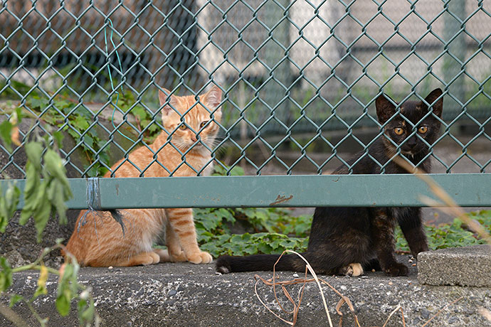 街のねこたち