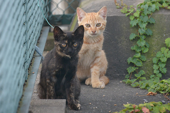 街のねこたち
