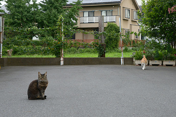 街のねこたち