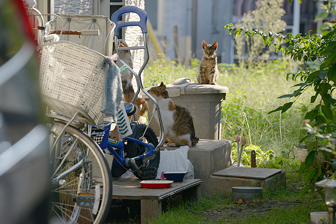 街のねこたち