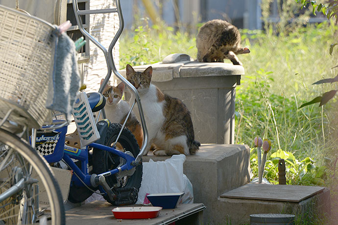 街のねこたち