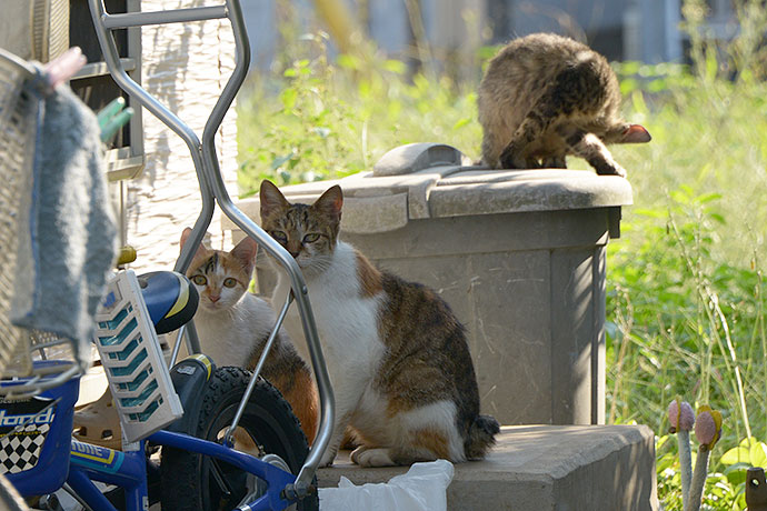 街のねこたち